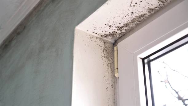 Best Black Mold Removal  in Del Rey Oaks, CA