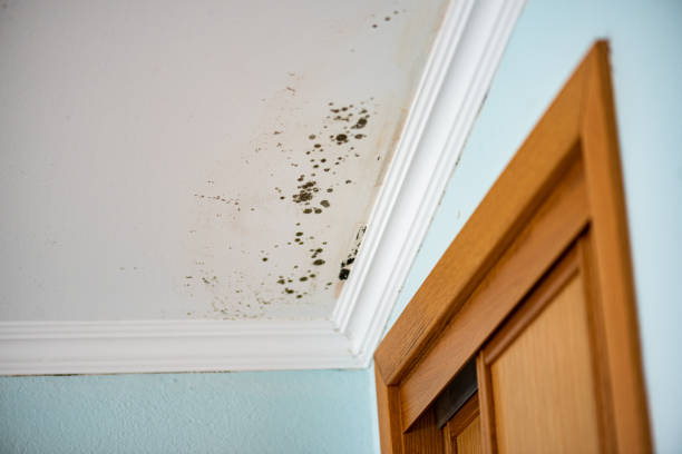 Certified Mold Removal in Del Rey Oaks, CA