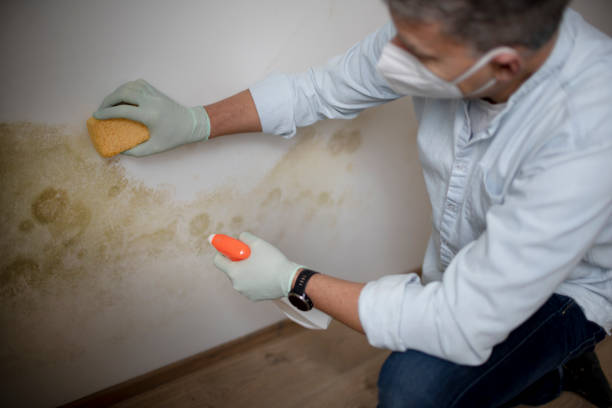 Office Mold Removal Services in Del Rey Oaks, CA
