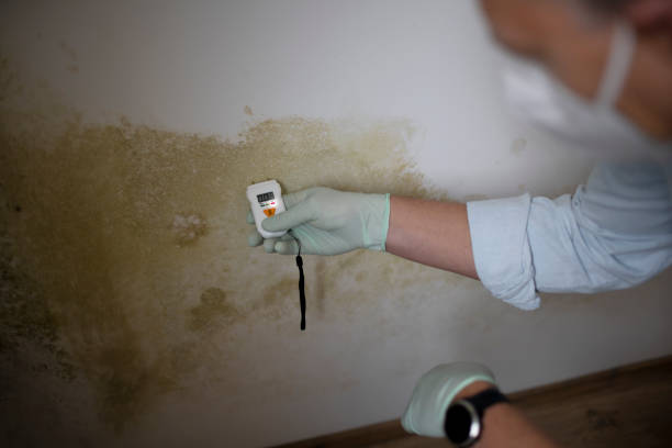 Best Mold Cleaning Services  in Del Rey Oaks, CA