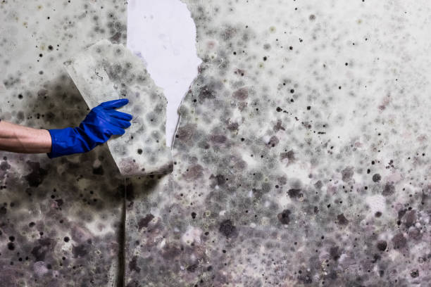 Best Mold Damage Repair  in Del Rey Oaks, CA
