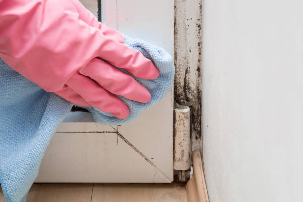 Attic Mold Removal in Del Rey Oaks, CA